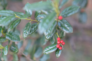 plant with red berries