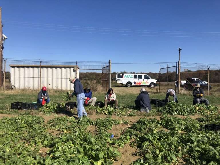 Gleaning is the act of collecting excess fresh food from farms, gardens, farmers’ markets, grocery stores and any other sources in order to provide to those in need.